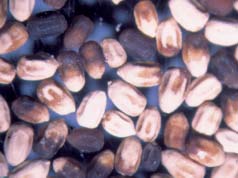 Termite fecal pellets