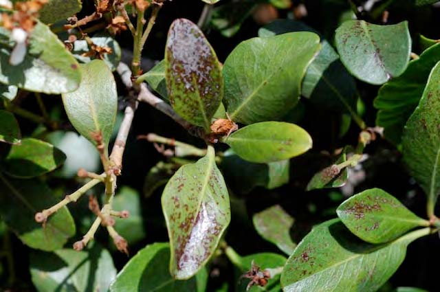 Chilli Thrips damage on Indian hawthorn foliage