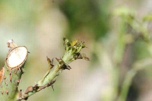 Chilli Thrips damage on hybrid tea roses