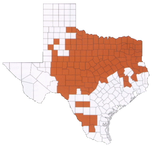 Figure 1. Pecan weevils are found in 131 counties in Texas.