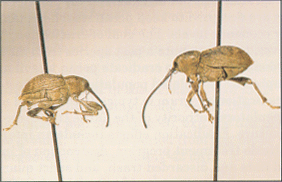 Figure 4. Pecan weevil adults (male, left; female, right).