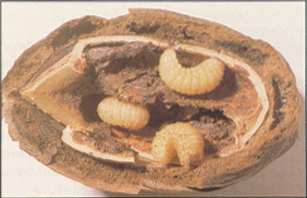 Figure 5. Pecan weevil larvae.