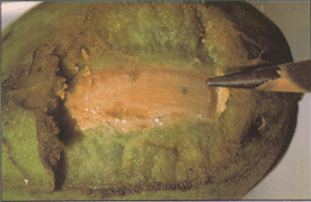 Figure 6. Pecan weevil puncture of pecan shell.