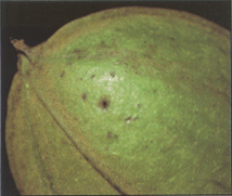 Figure 7. Pecan weevil circular tracking pattern around puncture.