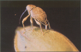 Figure 8. Female pecan weevil ovipositiing eggs in pecan. Courtesy of Oklahoma State University Entomology Department.
