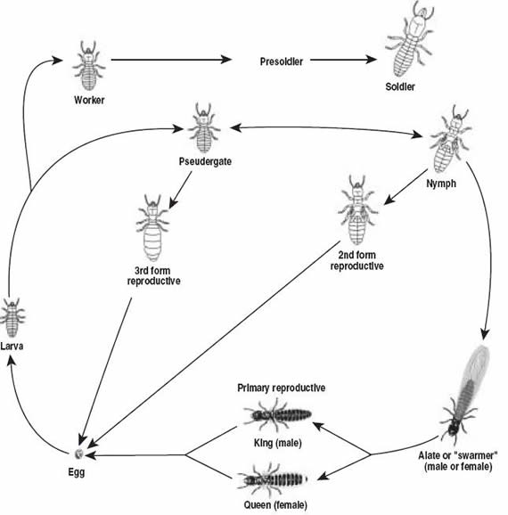 Figure 1. Termite Life Cycle