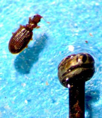 Plaster beetle next to the head of an insect pin