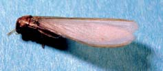 Figure 4a. Reproductive of the species Incisitermes snyderi. 