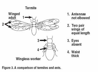Illustration of termite