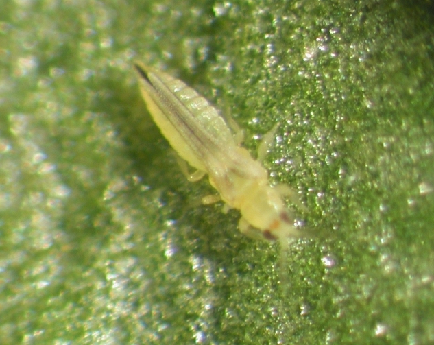 Adult chilli thrips on a leaf.