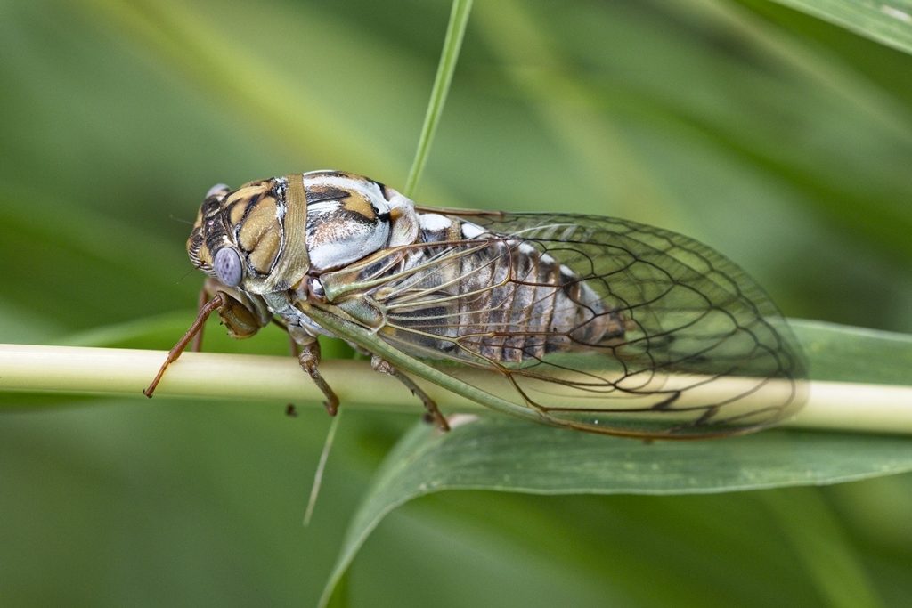 An adult cicada.