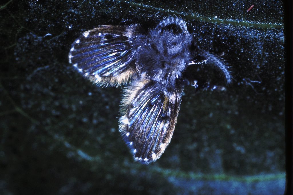 A drain fly. Photo credit: Winfield Sterling.