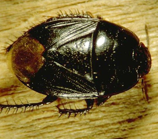 Adult burrower bug.