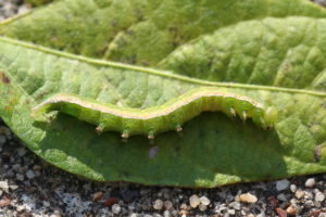 Figure 24. Velvetbean caterpillar. 