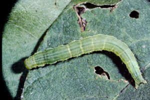Green cloverworm on leaf