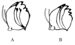 Figure 28. Mandibles of soybean looper (A) and cabbage looper (B) Source: T. X. Liu.