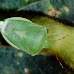 Figure 32. Southern green stink bug.