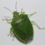 Figure 34. Green stink bug adult.