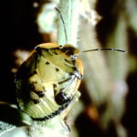 Figure 35. Green stink bug nymph.