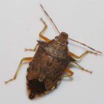 Figure 45. Spined soldier bug adult.