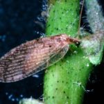 Figure 47. Brown lacewing adult.