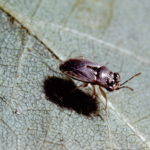 Figure 48. Big-eyed bug.