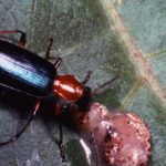Figure 52. Ground beetle.