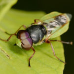 Figure 53. Flower fly.