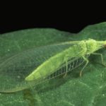 Figure 44. Green lacewing adult.