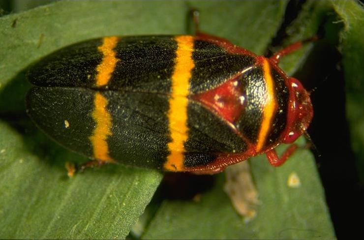 Adult two-lined spittlebug