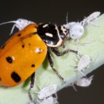 Figure 51. Lady beetle adult.