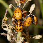 Figure 50. Lady beetle pupae.
