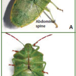 Figure 40. Ventral view of redbanded stink bug (A) and redshouldered stink bug (B).