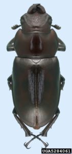 Photo of female giant stag beetle.