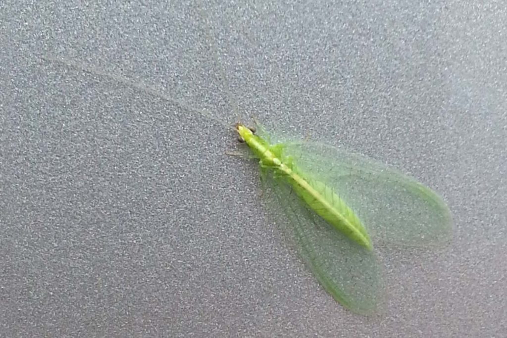Lacewing Life Cycle: How Long Do Lacewings Live? - What's That Bug?