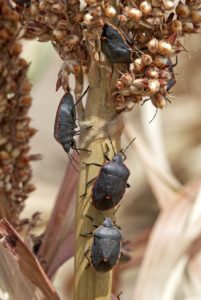 Photo of Conchuela stink bugs on a sorghum panicle.