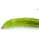 Figure 10. Syrphid fly larva