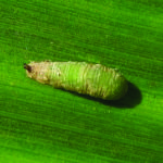 Figure 11. Syrphid fly pupa