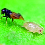 Figure 13. An Aphelinus wasp parasitizing an aphid