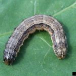 Figure 15. Fall armyworm larva