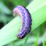 Figure 16. Distinctive pattern on the fall armyworm face