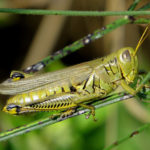 Figure 21. Differential grasshopper