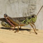 Figure 22. Red-legged grasshopper