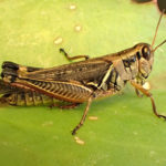 Figure 23. Migratory grasshopper