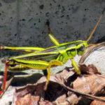 Figure 24. Two-striped grasshopper