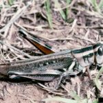 Figure 25. Packard grasshopper