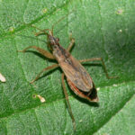 Figure 3. Damsel bug