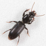 Figure 4. Ground beetle
