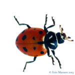 Figure 6. Lady beetle adult
