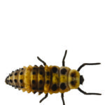 Figure 7. Lady beetle larva